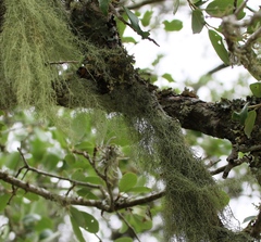 Usnea trichodea