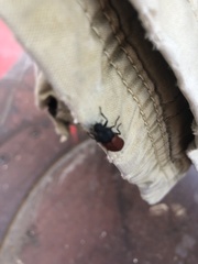 Bostrichus capucinus