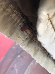 Bostrichus capucinus