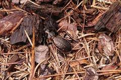 Carabus depressus