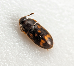 Litargus connexus