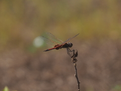 Tramea transmarina