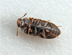 Litargus connexus