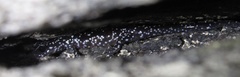 Plethodon yonahlossee