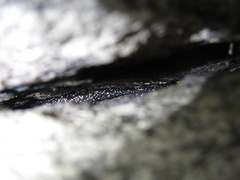 Plethodon yonahlossee