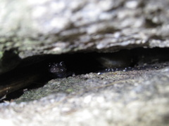 Plethodon yonahlossee