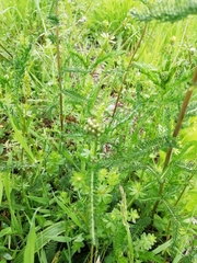 Achillea roseo-alba