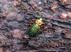 Carabus auronitens intercostatus