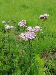 Achillea roseo-alba