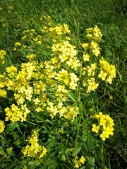 Bunias orientalis