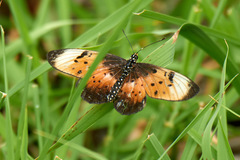 Acraea natalica