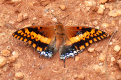 Charaxes saturnus