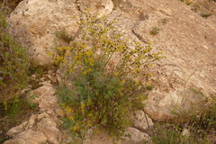 Ruta chalepensis