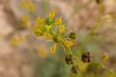 Ruta chalepensis