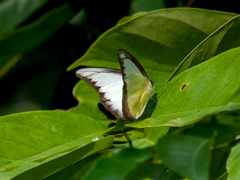 Appias lyncida vasava