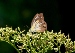 Appias lyncida vasava
