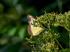 Appias lyncida vasava