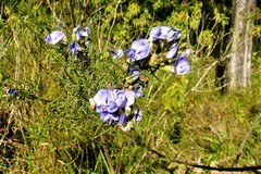 Psoralea glabra