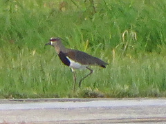 Vanellus chilensis