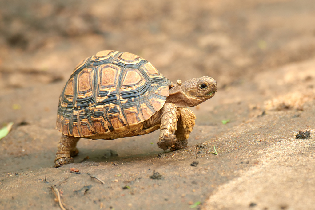 Stigmochelys