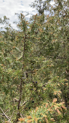 Juniperus