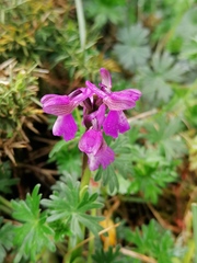 Anacamptis morio morio