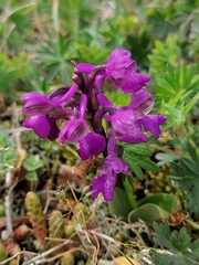 Anacamptis morio morio