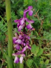 Anacamptis morio morio