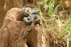 Python natalensis
