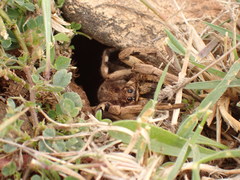Lycosa tarantula