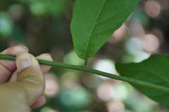 Decaneuropsis gratiosa