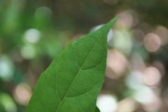 Decaneuropsis gratiosa
