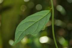 Decaneuropsis gratiosa