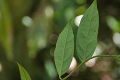 Decaneuropsis gratiosa