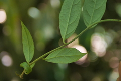 Decaneuropsis gratiosa