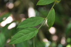 Decaneuropsis gratiosa