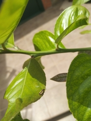 Crioceris paracenthesis