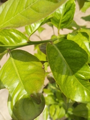 Crioceris paracenthesis