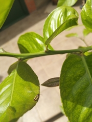 Crioceris paracenthesis