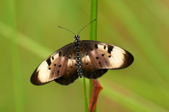 Acraea natalica