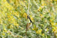 Libelloides baeticus
