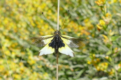 Libelloides baeticus