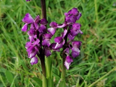 Anacamptis morio morio