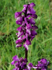 Anacamptis morio morio
