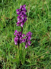 Anacamptis morio morio