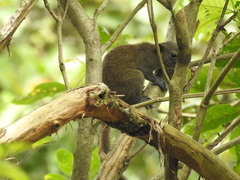 Callosciurus caniceps