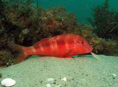 Blue-Lined Goatfish photo 4