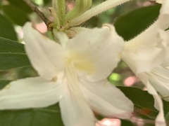 Rhododendron eastmanii