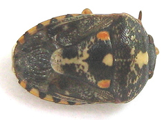 Menida decoratula