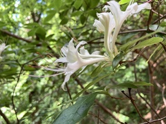 Rhododendron eastmanii
